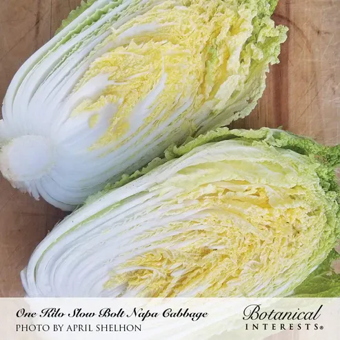 Cabbage Napa One Kilo hybrid Seed Pkt